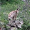 Ibex - Capra sibirica